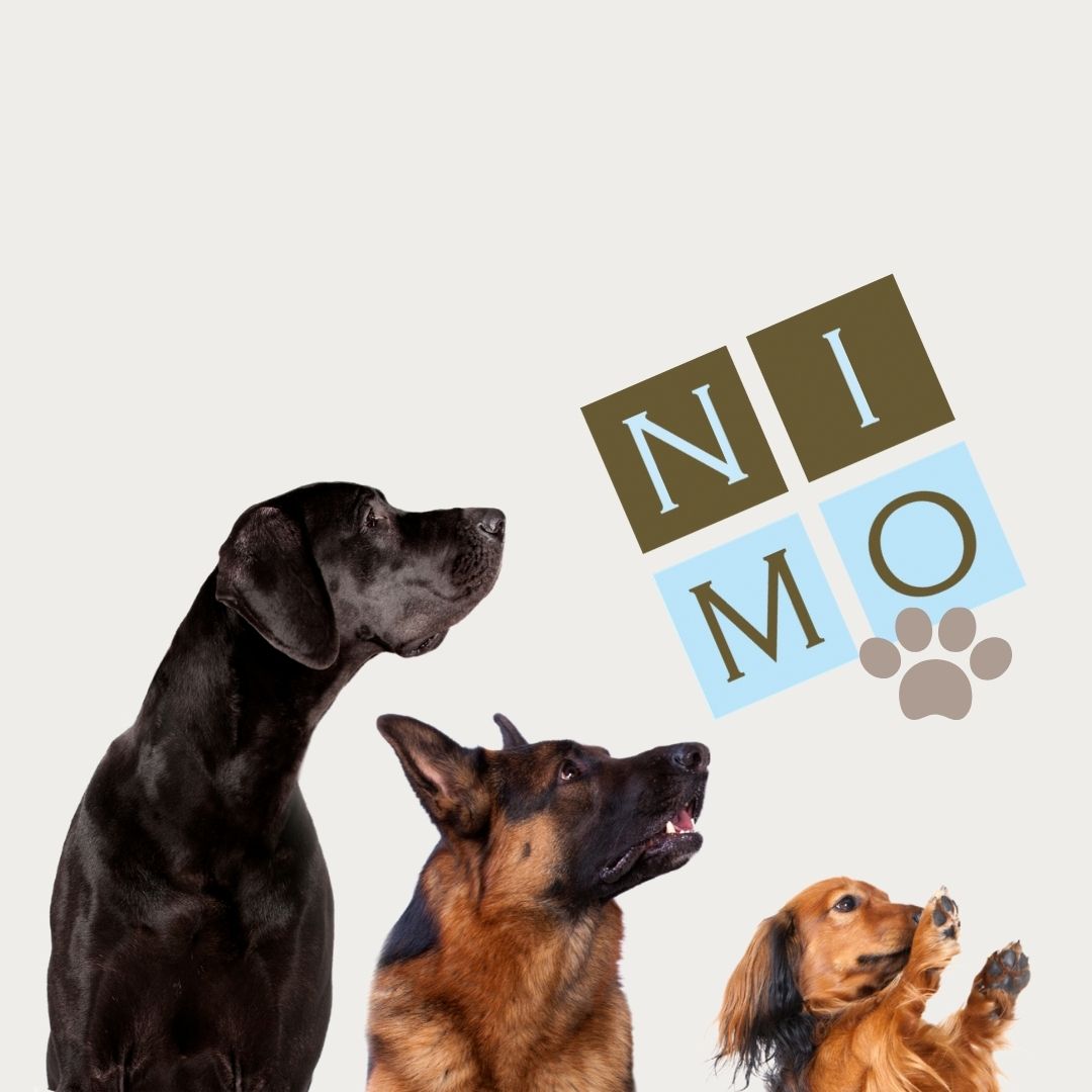 dogs at NIMO are welcome 
